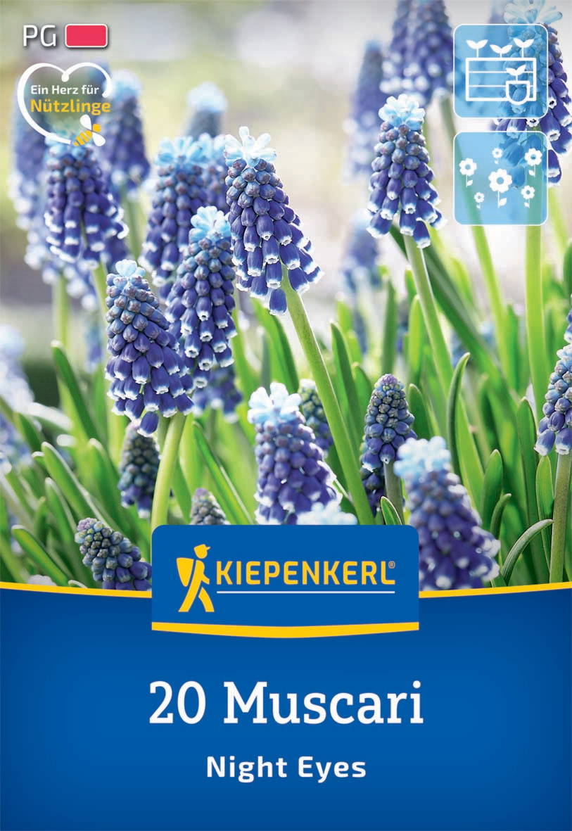 Bündel blauer Muscari-Blumen mit grünen Blättern, Kiepenkerl-Logo und Text "20 Muscari Night Eyes".
