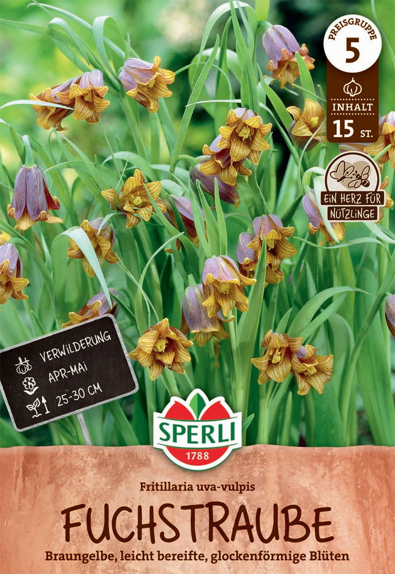 Blühende Fritillaria uva-vulpis mit braungelben Glockenblüten und grünen Blättern.