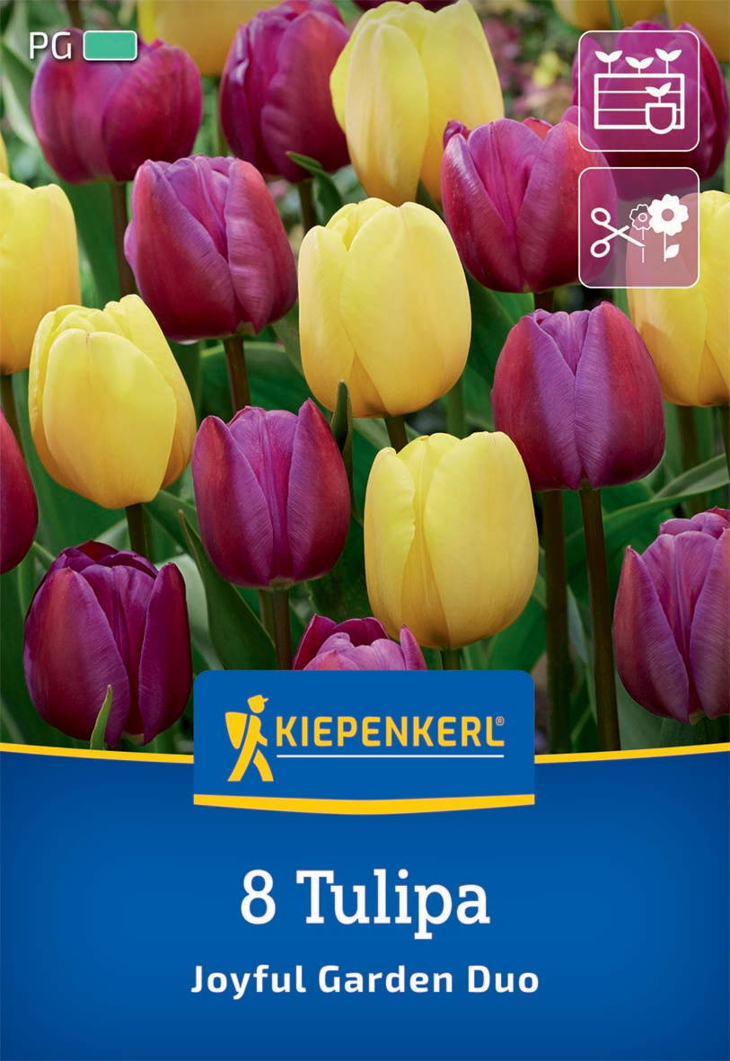 Bunte Tulpen in Rot, Gelb und Lila, im Hintergrund grüne Blätter.