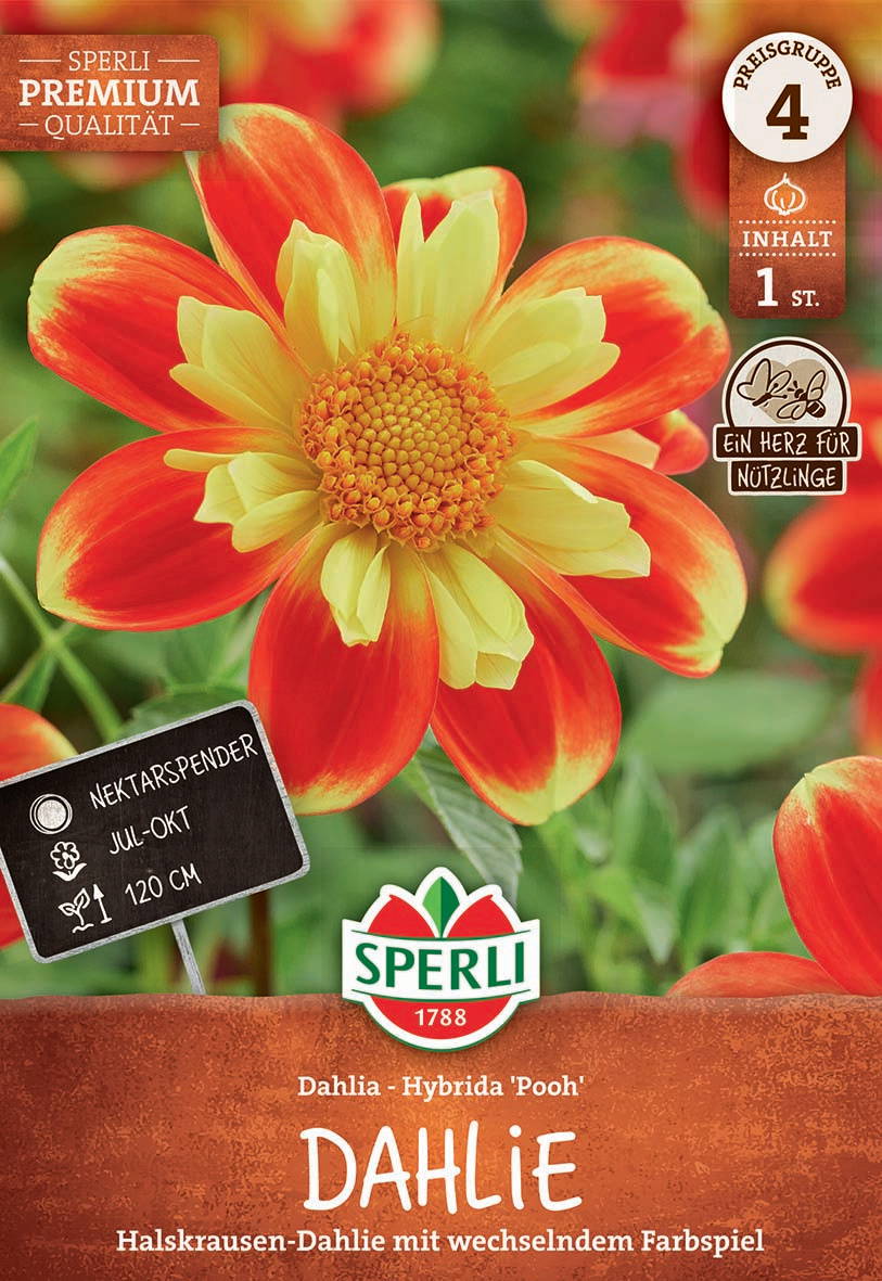 Große Dahlienblüte in Orange und Gelb mit grünen Blättern im Hintergrund, Verpackung mit Blumeninformationen.