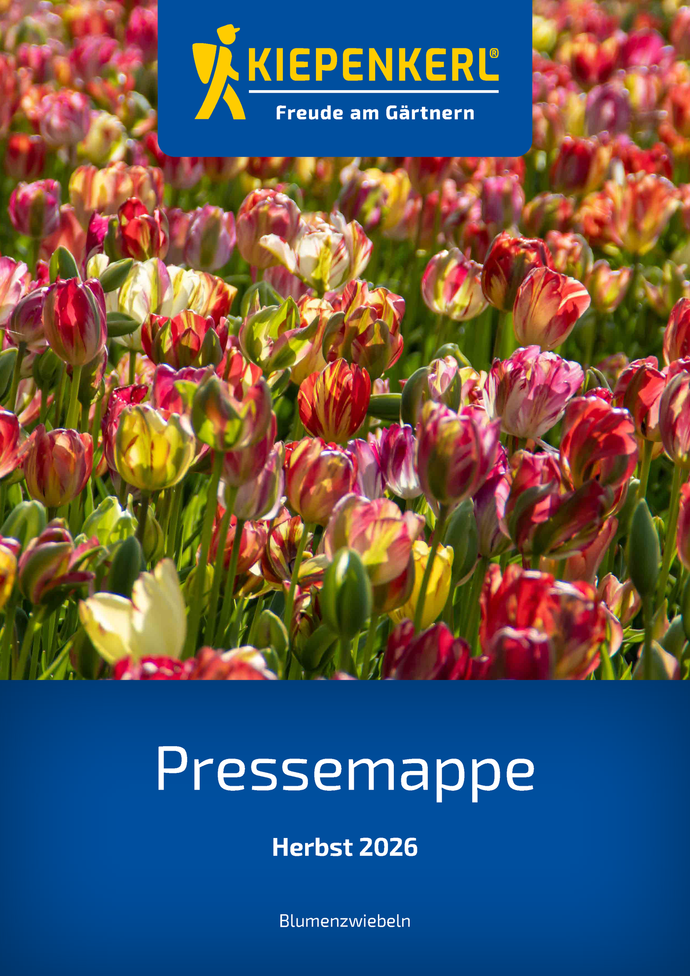 Tulpen in den Farben Rot, Rosa und Gelb ziert das Cover der Pressemappe Herbst 2026