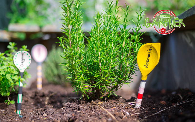 Rosmarin im Beet, mit Gartenmarkierung, im Hintergrund andere Pflanzen