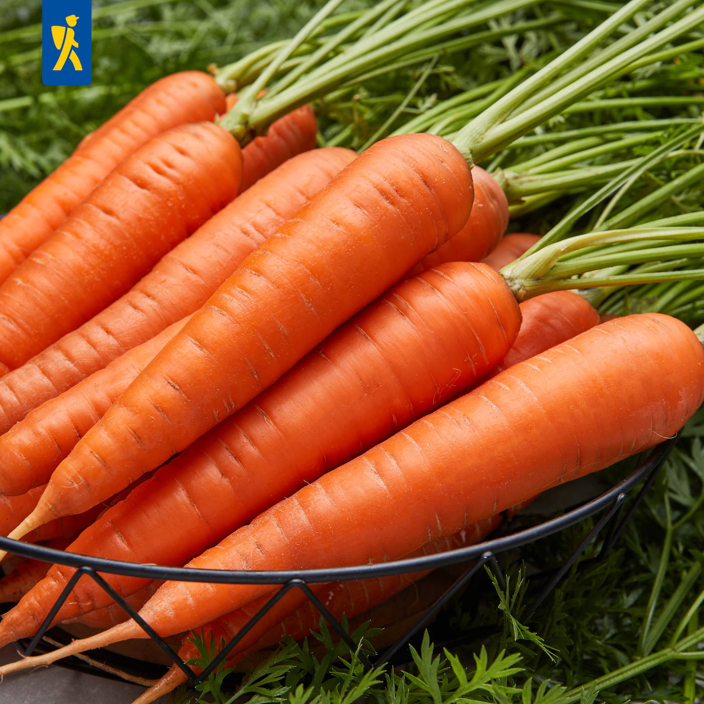 Frische Möhren mit grünen Stielen in einem Drahtkorb