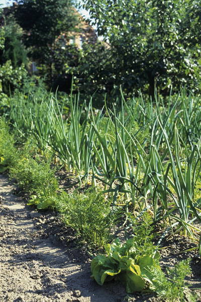 Beeten mit Zwiebelpflanzen und Salat in einem Gartenlauf, im Hintergrund Bäume und Blätter.