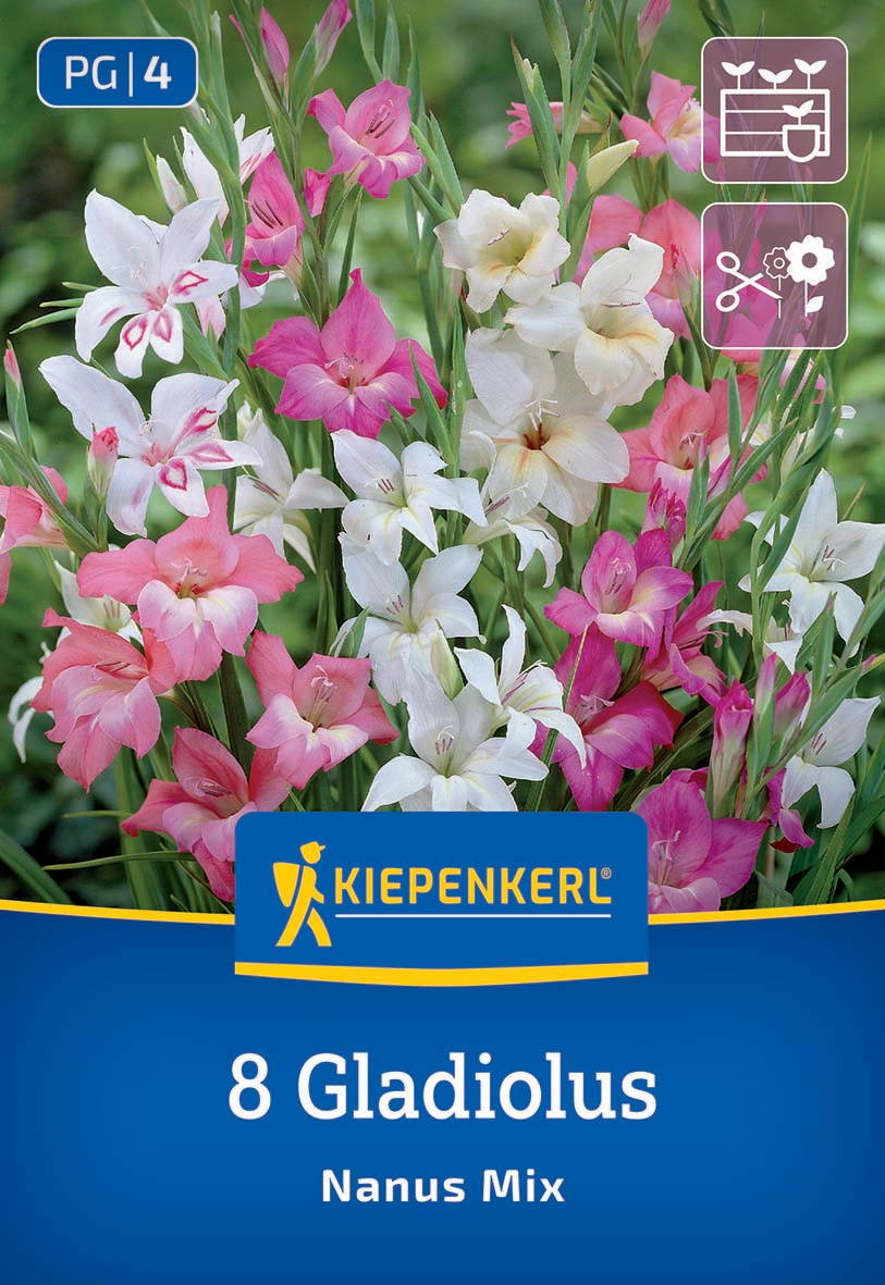 Bunte Gladiolenblüten in Pink, Weiß und Creme mit grünen Blättern vor grünem Hintergrund.