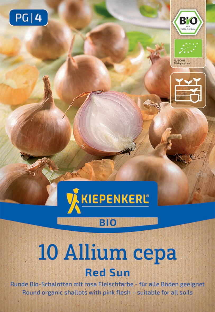 Mehrere runde Bio-weiße Zwiebeln mit einem halbierten, pinkfleischigen Zwiebel in der Mitte auf einem hellen Holzuntergrund.