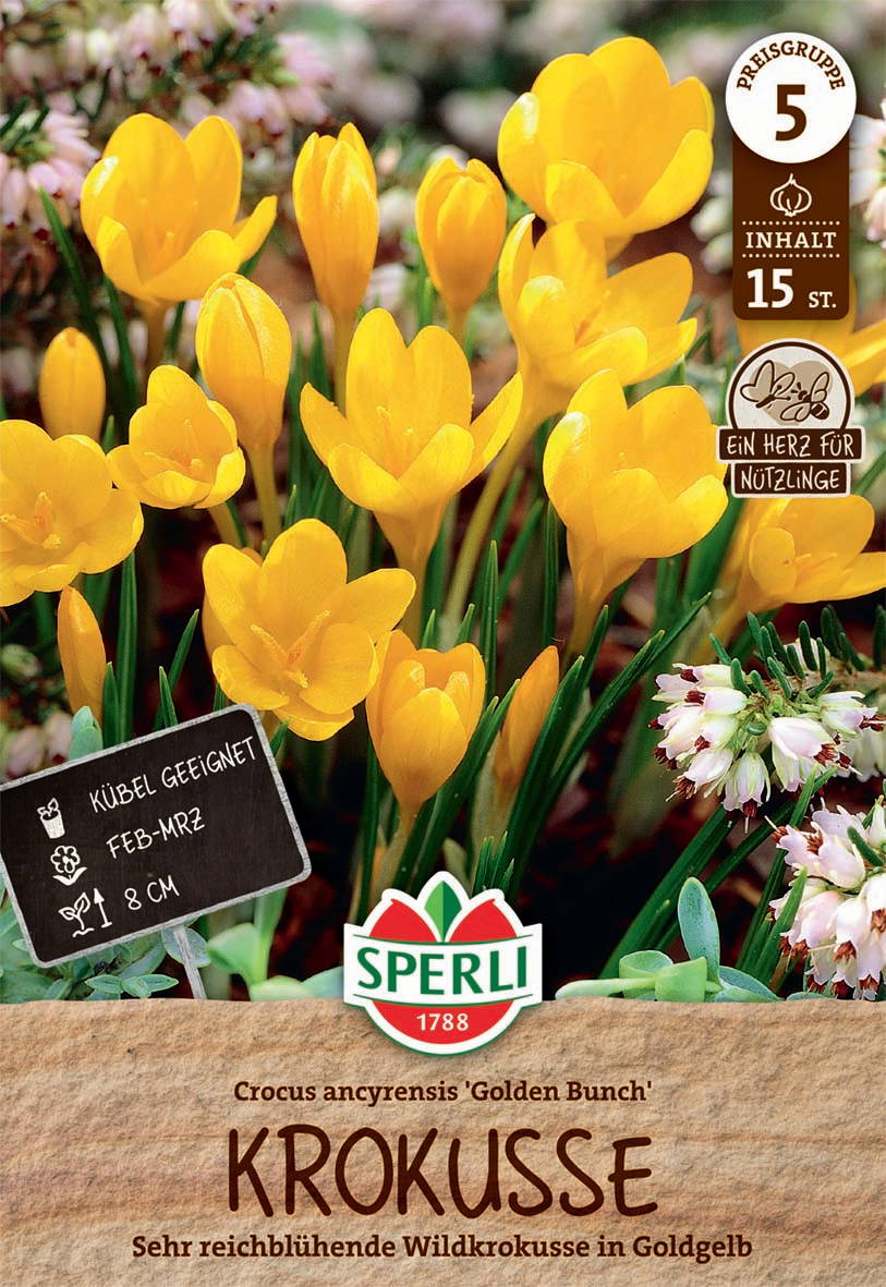 Gelbe Krokusse in der Erde, Frühjahr, 8 cm hoch, 15 Stück, Krokus 'Golden Bunch'