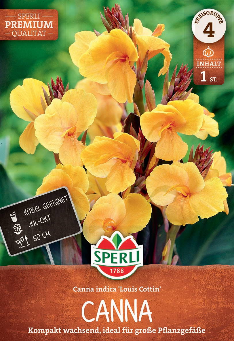 Gelbe Canna-Blüte mit roten Trieben, grüner Hintergrund, Verpackung mit Produktinformationen.