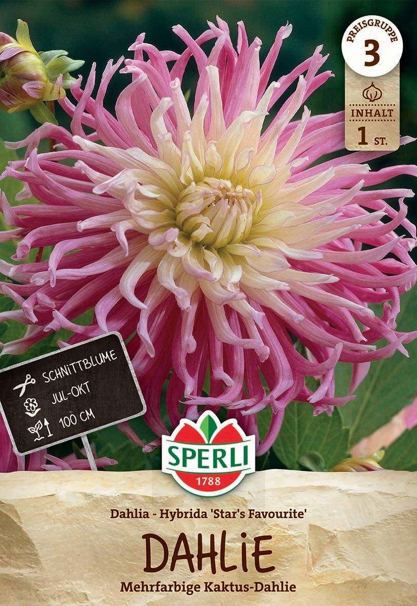 Große, mehrfarbige Kaktus-Dahlie mit langen, dünnen Blüten in Rosa, Weiß und Creme.