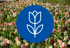 Ein blauer Kreis mit dem Symbol einer Tulpe befindet sich auf einem Hintergrund mit einer bunten Blumenwiese, auf der man Tulpen, Hyazinthen und Narzissen in lila, rosa und weiß sieht.