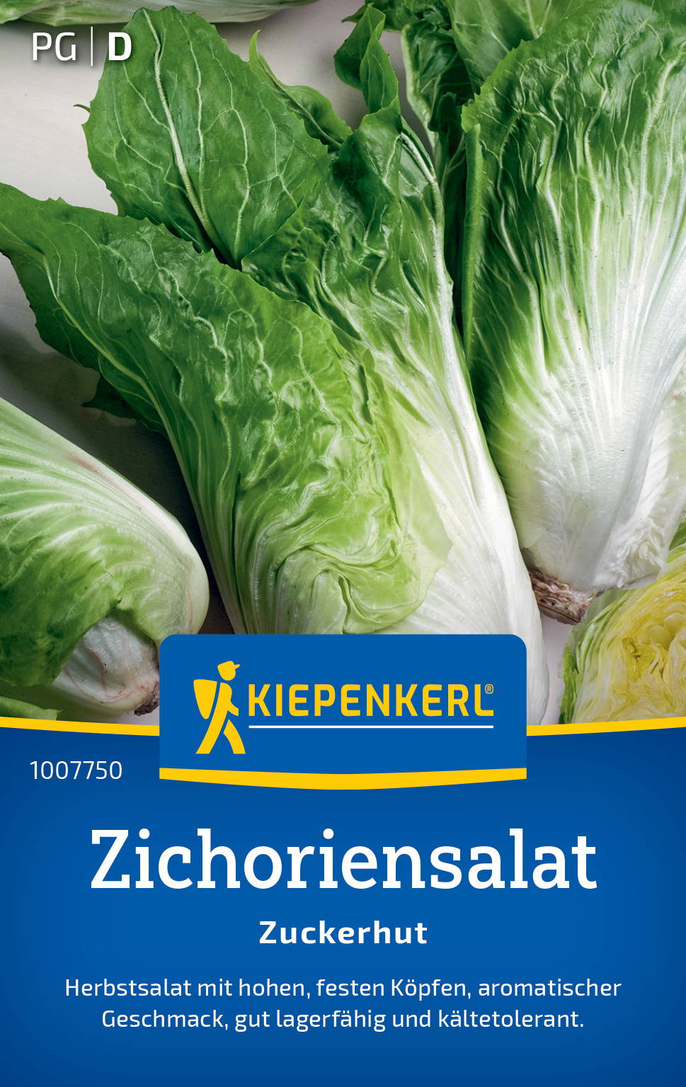 Zichoriensalatsamen Zuckerhut