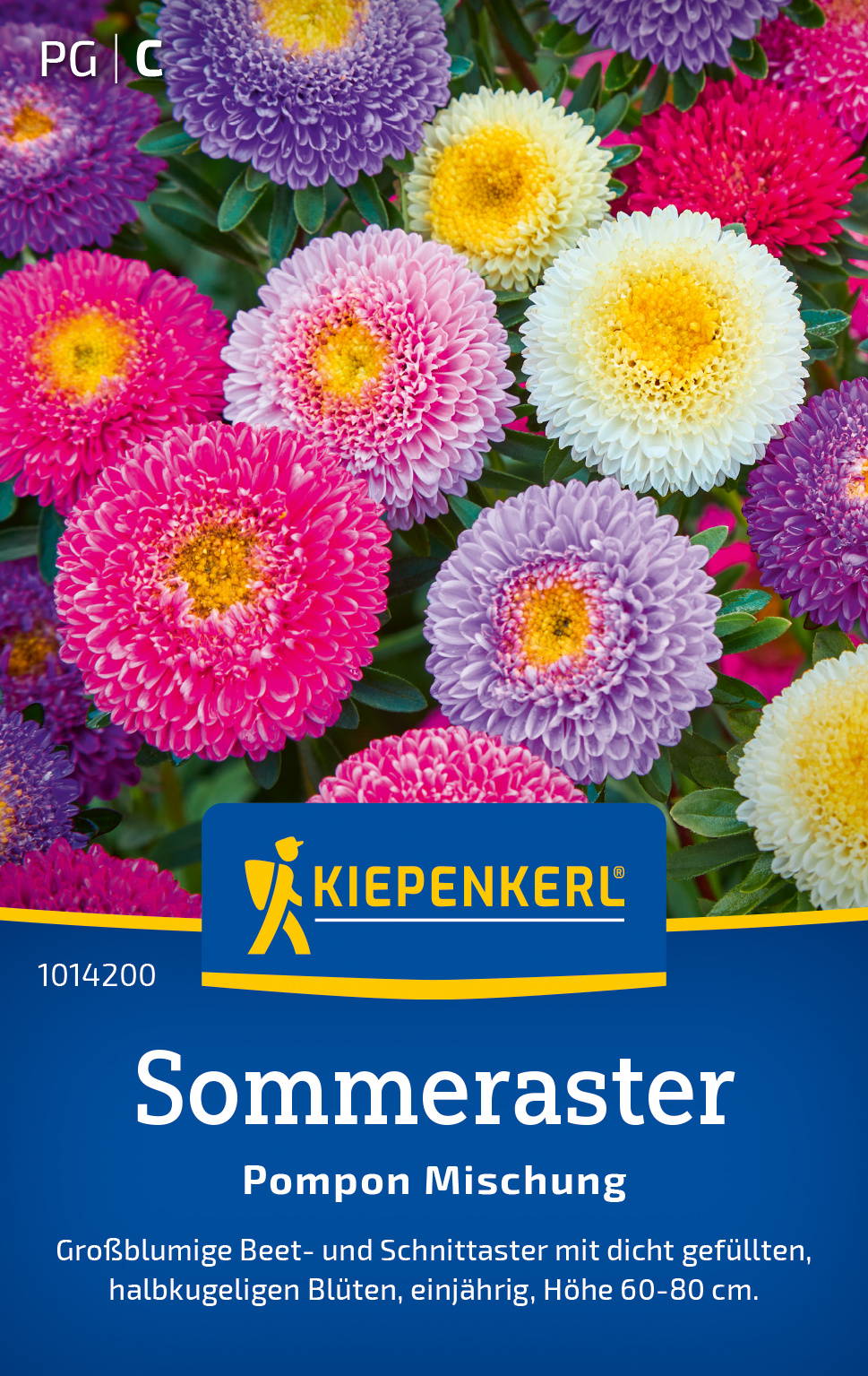 Bunte Sommeraster Blüten in Pink, Lila, Weiß und Gelb, mit dichter Blütenpracht und grünen Blättern.