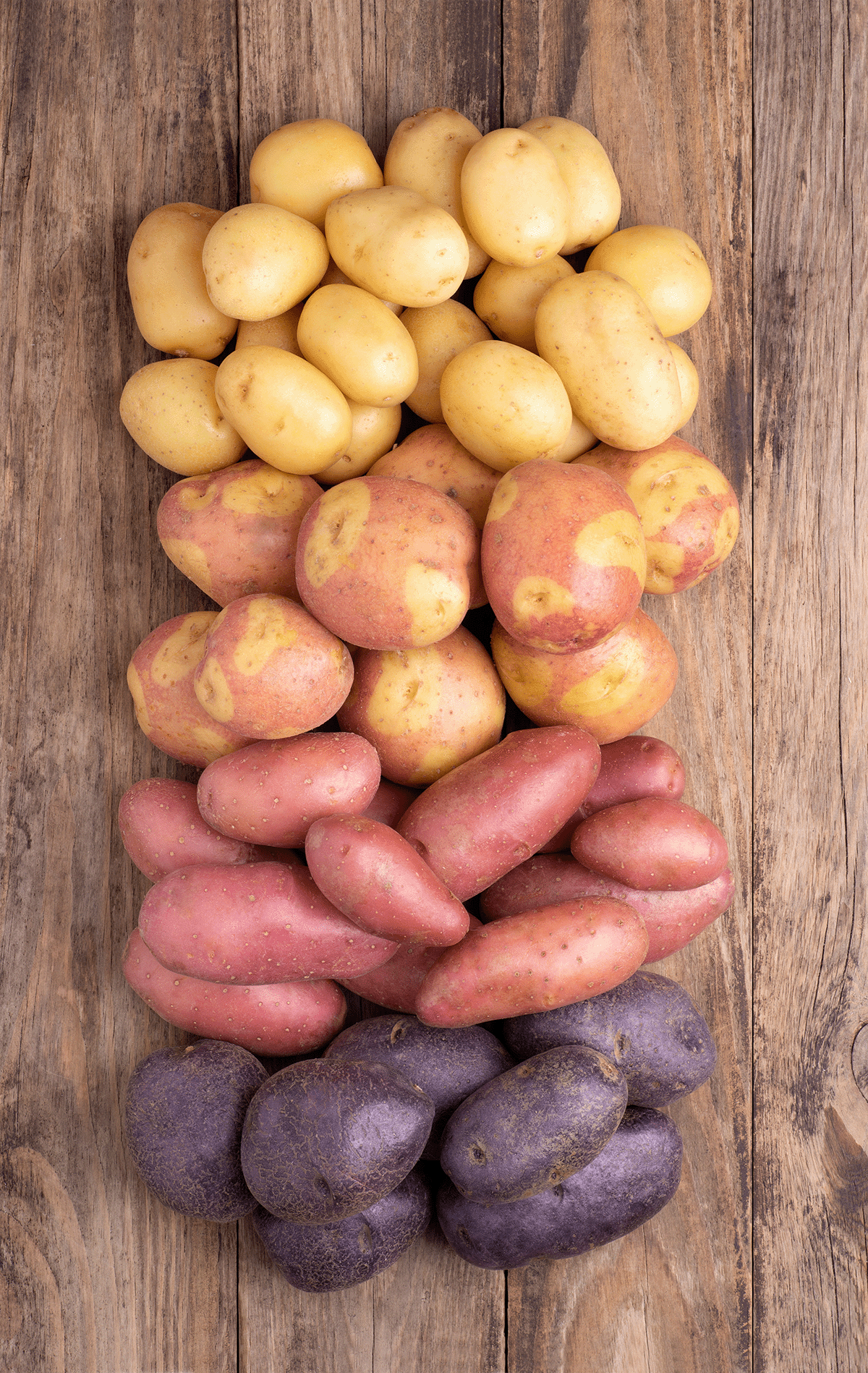Verschiedene Kartoffelsorten in Lila, Rot, Gelb und Weiß auf Holz