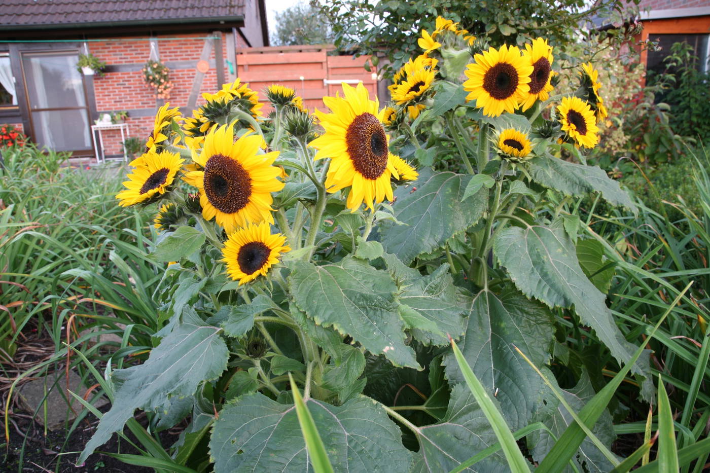 Sonnenblumen in einem Garten vor einem Haus mit roten Ziegelfenstern.