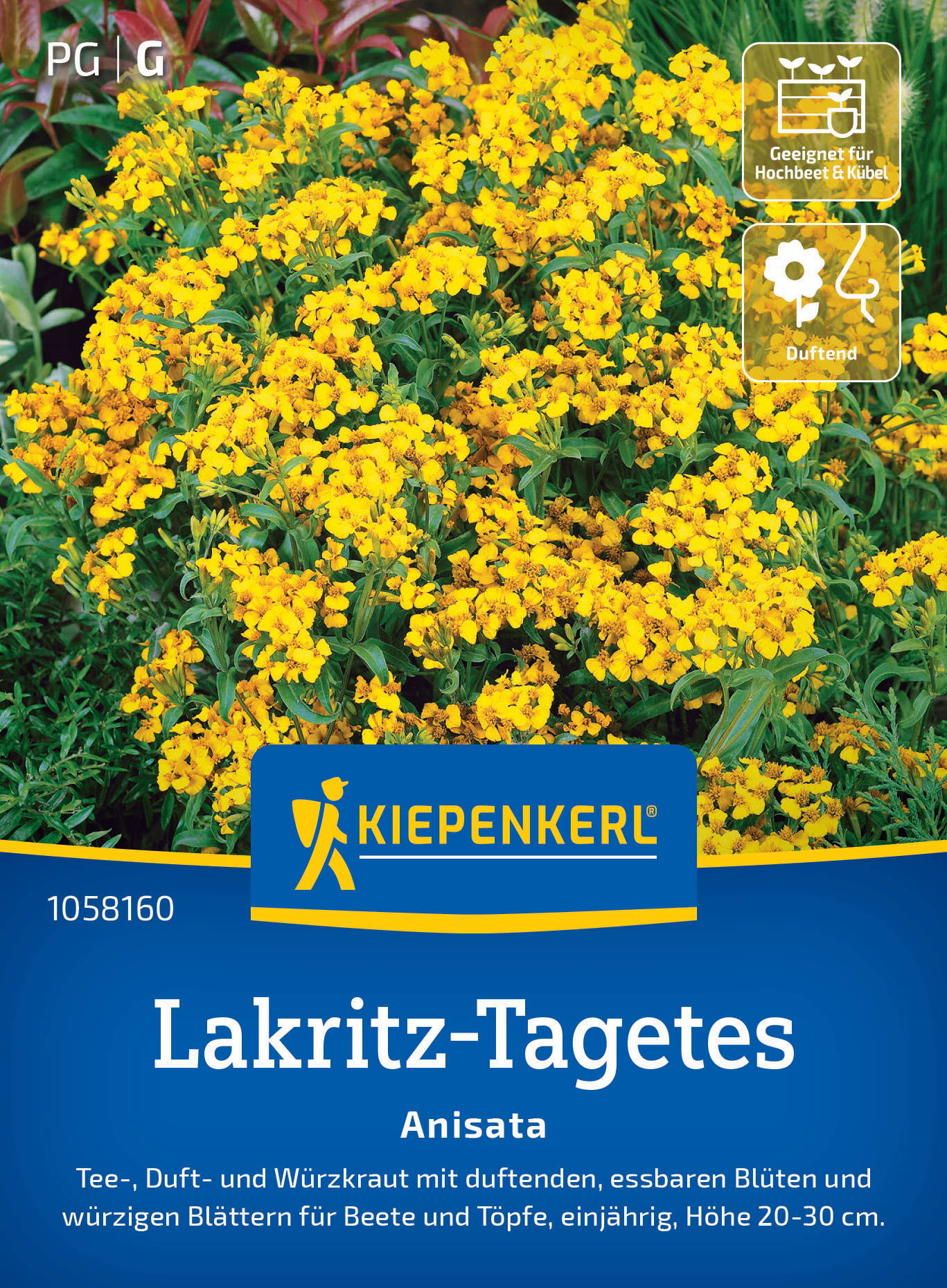 Gelbe Blüten, grüne Blätter, Pflanze im Topf, Kiepenkerl Label, Symbol für Hochbeet und Kübel, Duftende, krautartige Pflanze.