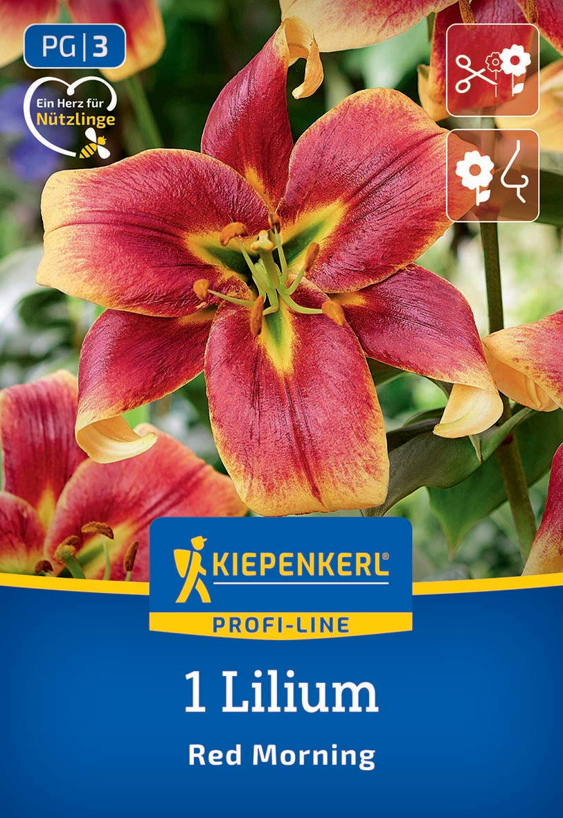 Rote und gelbe Lilienblüte mit grünen Stempeln, auf grüner Pflanzen im Hintergrund.