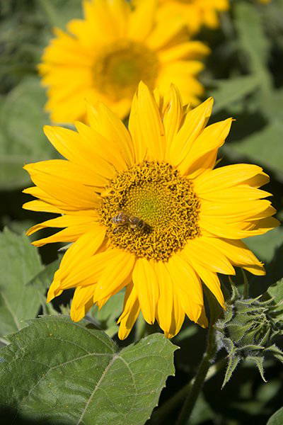 Sonnenblume mit Biene auf gelber Blüte und grünen Blättern im Hintergrund