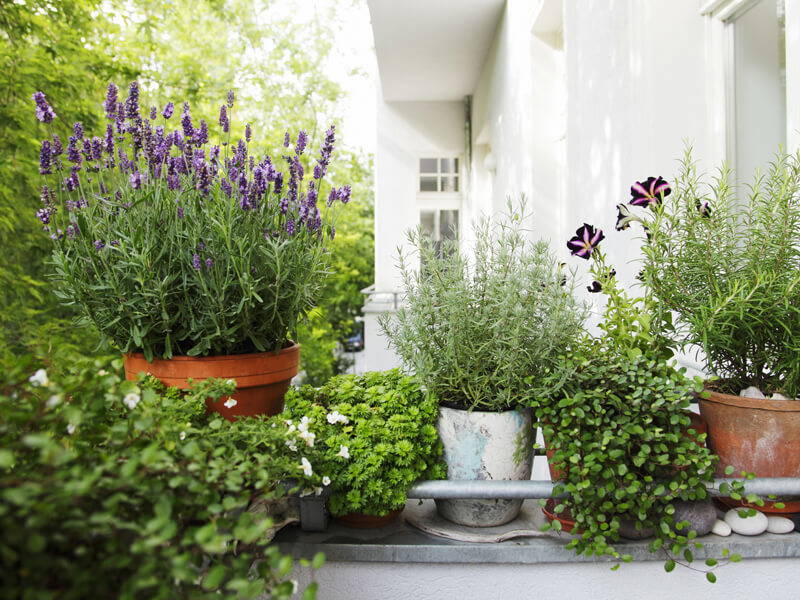 Blumen und Kräuter in verschiedenen Töpfen auf einem Balkon vor einer weißen Hauswand.