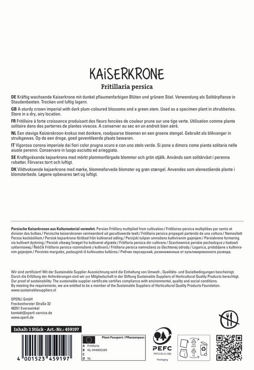 Kaiserkrone Fritillaria persica, dunkle Blüten, grüne Stiel, in trockener Lagerung, Zierpflanze.