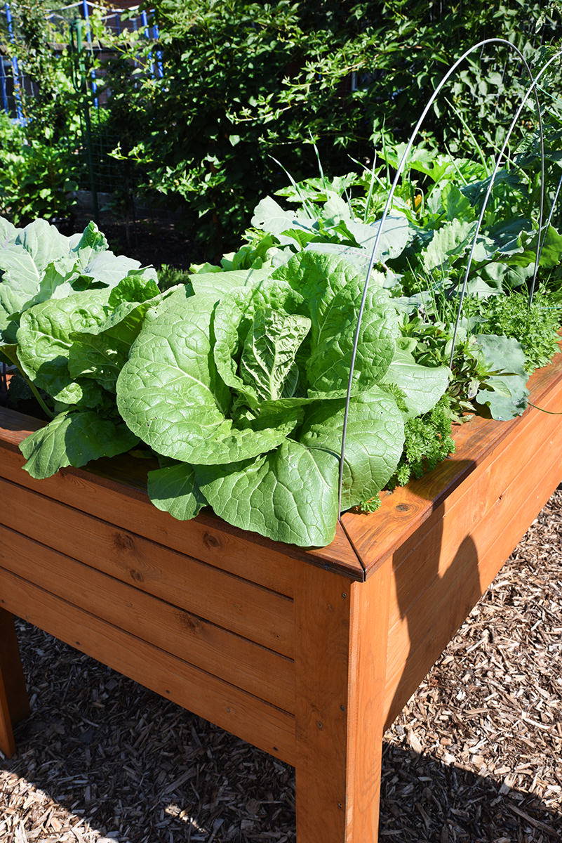 Bodenbeet mit grünen Salat- und Kohlpflanzen, umgeben von Holz, im Garten.