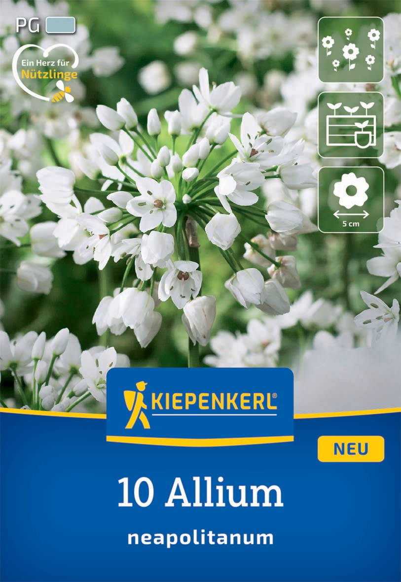 Zierlauch Allium neapolitanum