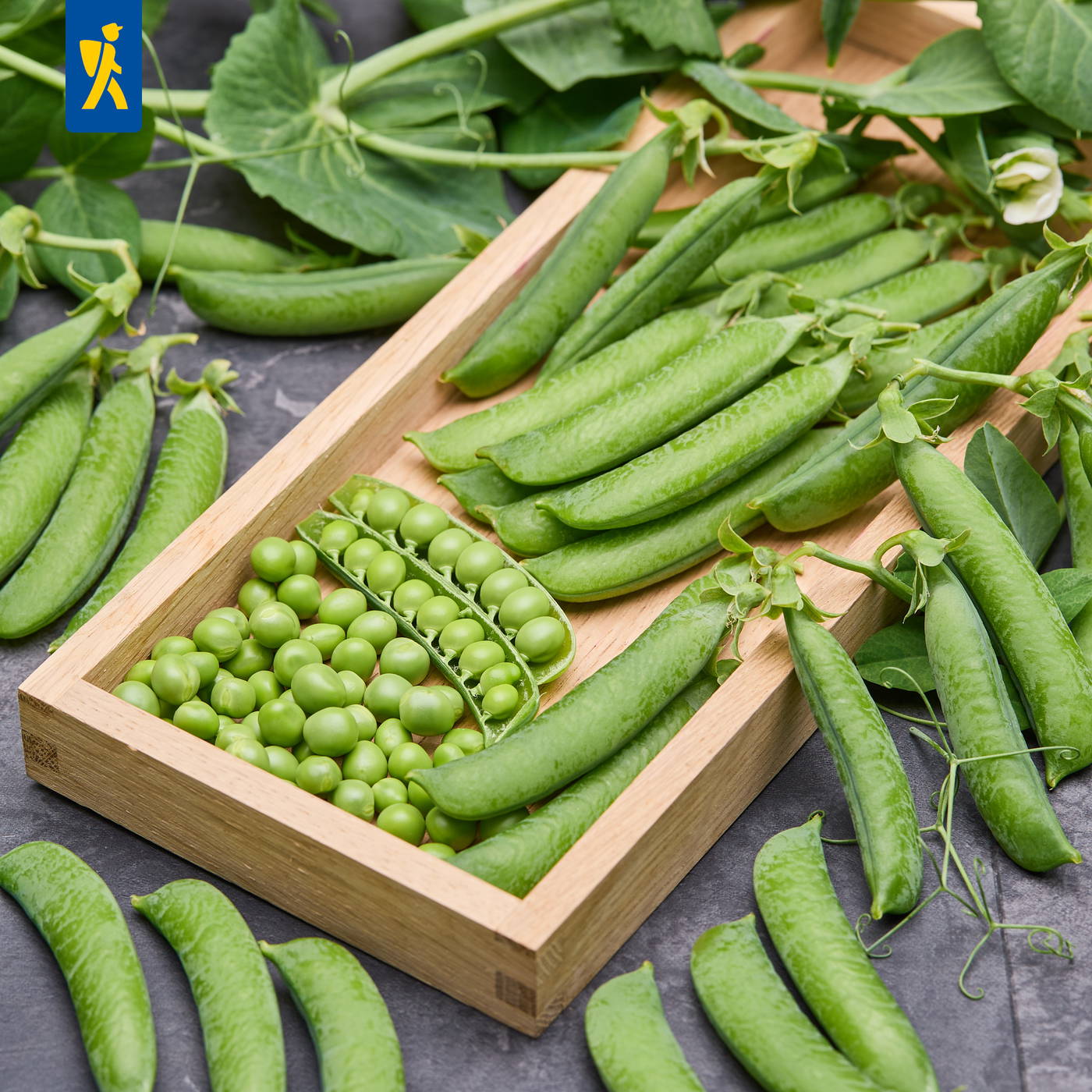 Verschiedene grüne Erbsen in Schote, auf einem Holztablett, umgeben von Peas und Blättern.