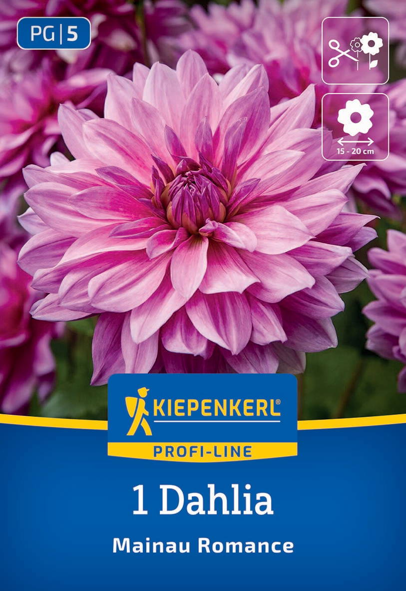 Große pink-lilafarbene Dahlie mit dichten Blütenblättern, Nahaufnahme.