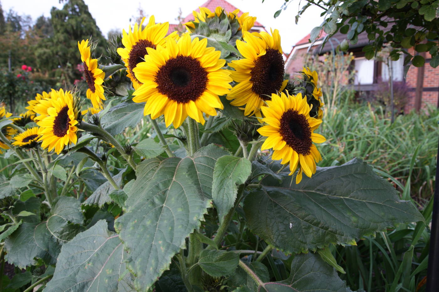 Sonnenblumen mit gelben Blüten und dunklem Zentrum in einem Garten.