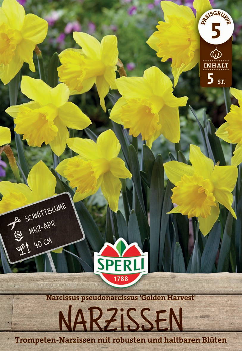 Gelbe Narzissen mit grünen Blättern im Garten, blühen.