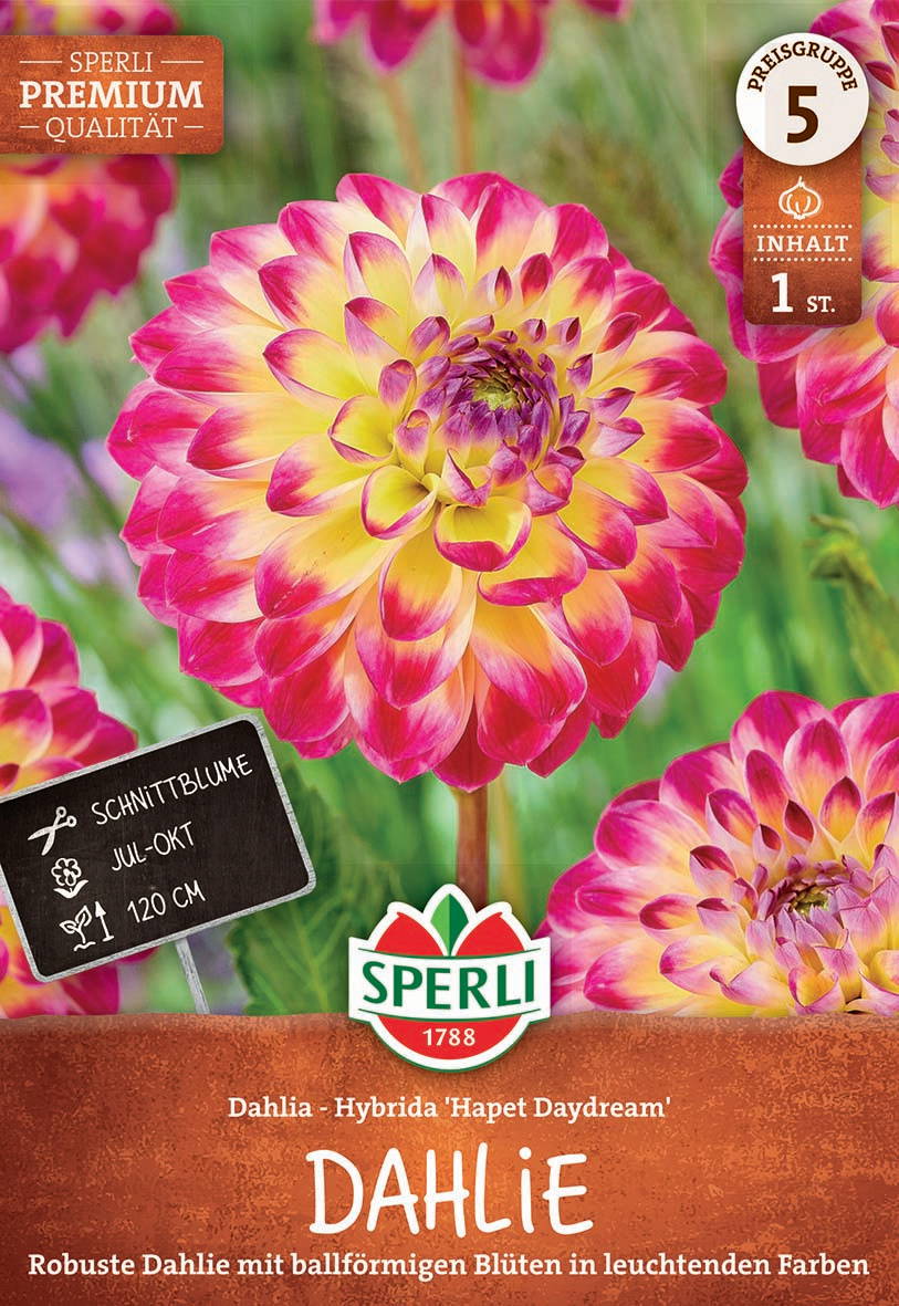 Große, ballonartige Dahlienblume mit gelb-roten Blütenblättern vor grüner Hintergrund.