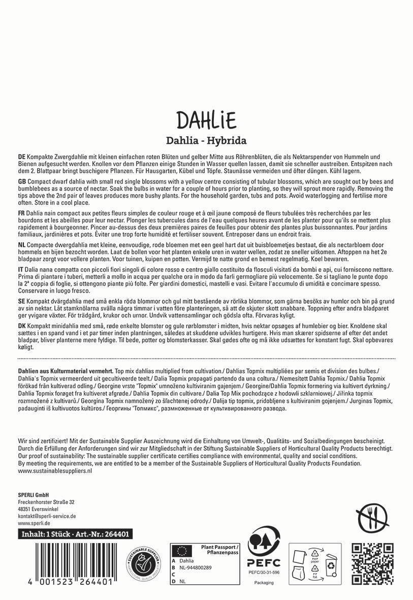 Kompakte Zwergdahlie mit kleinen roten Blüten, gelber Mitte, geeignet für Hausgarten, Kübel oder Topf.