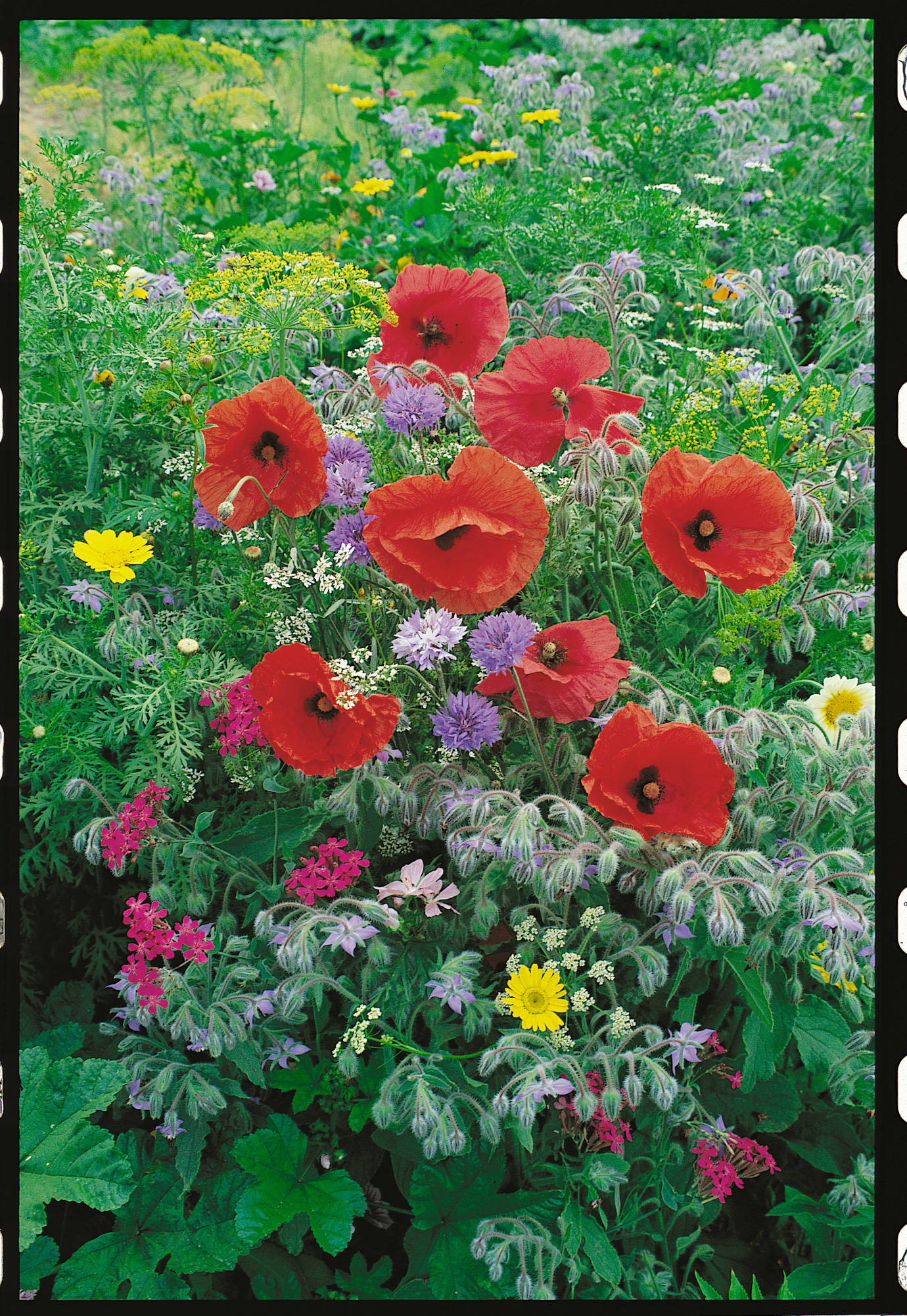 Bunte Blumen, darunter rote Mohnblumen, gelbe, blaue, rosa und weiße Blüten in einem Garten.