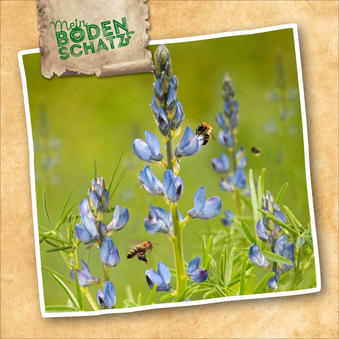 Blaue Lupinen mit zwei Bienen auf den Blüten, grüne Blätter im Hintergrund.