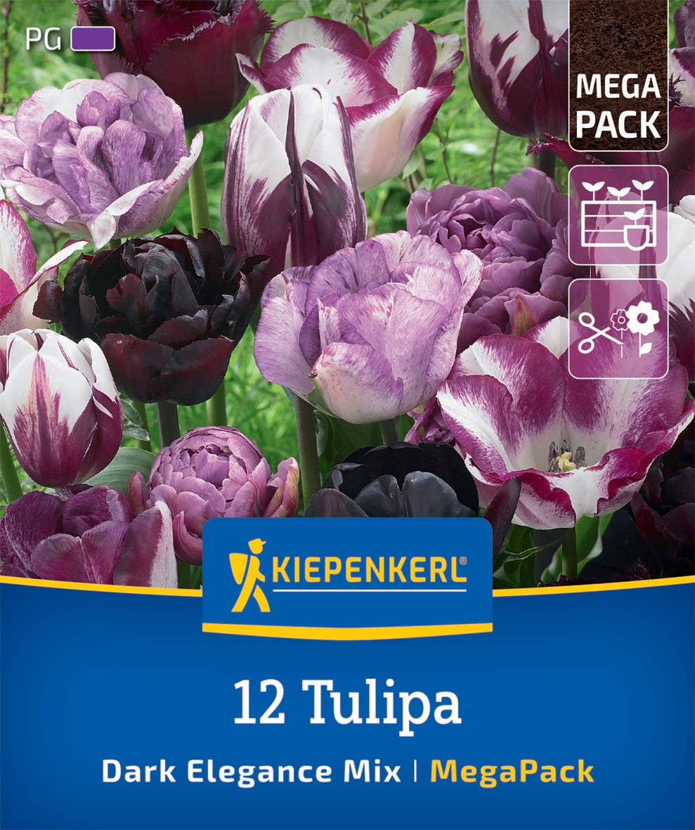Verschiedene dunkle und helle Tulpen in pink, lila, schwarz und weiß, dicht beieinander vor grünem Laub.