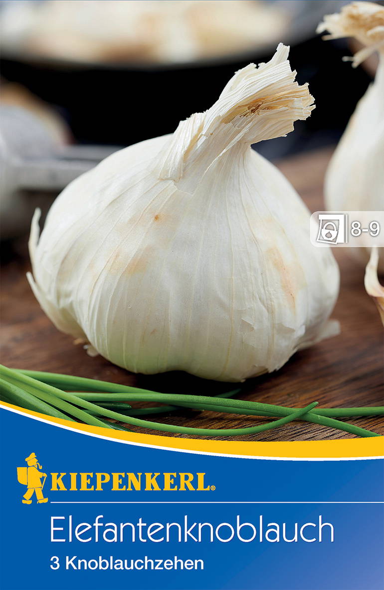 Knoblauchknolle mit weißen Zehen auf Holzfläche, grüne Knoblauchstiele im Vordergrund, Kiepenkerl Verpackung im Bild.