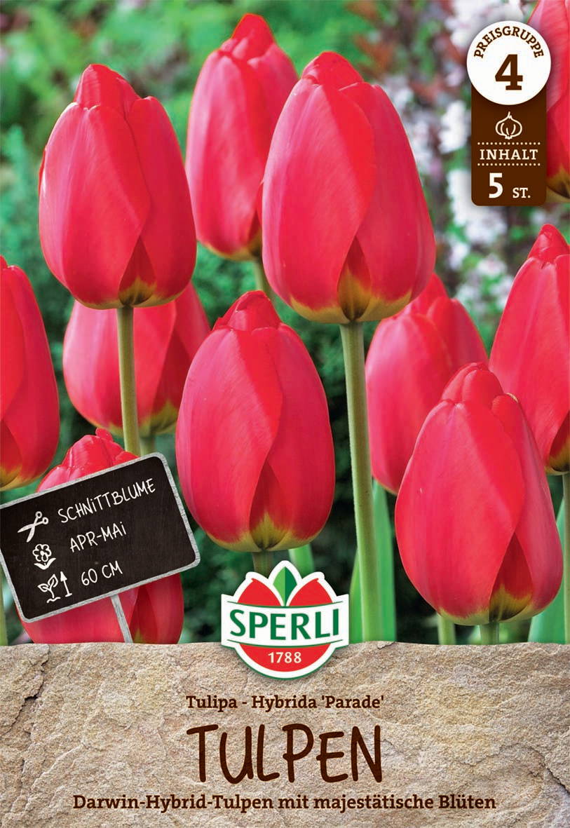 Rote Tulpen mit grünen Stielen vor grünem Hintergrund, Verpackung für Samen.