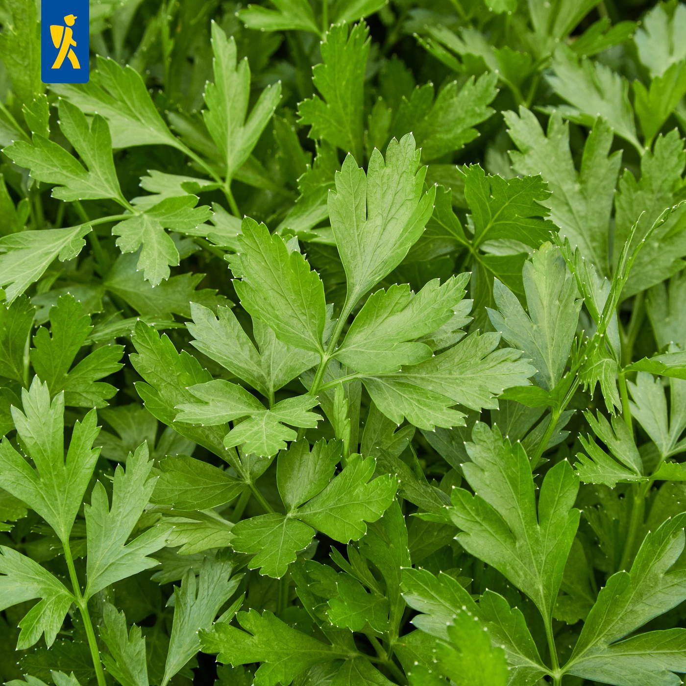 Grüne Petersilienblätter dicht beieinander.