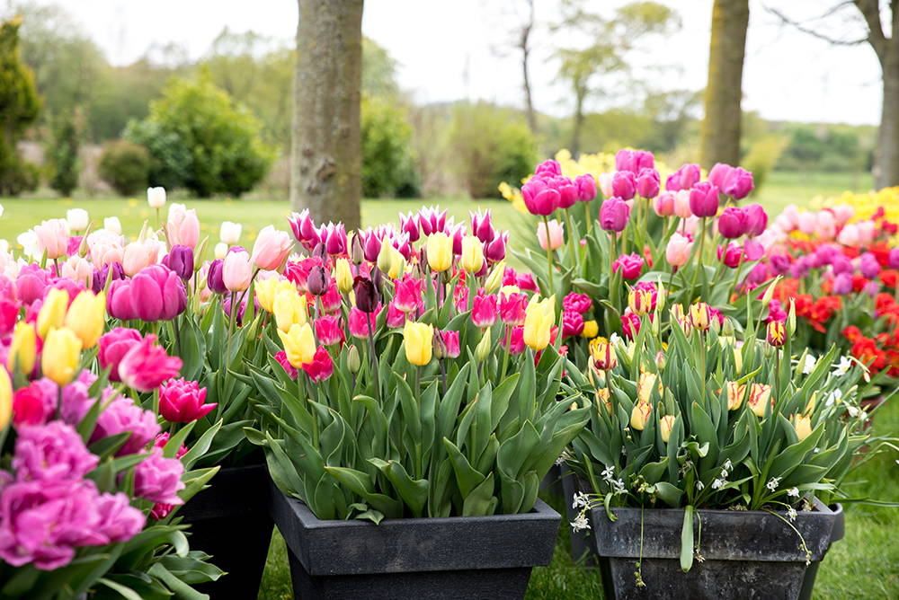 Bunte Tulpen in schwarzen Pflanzkübeln im Park mit Bäumen und Wiesen im Hintergrund