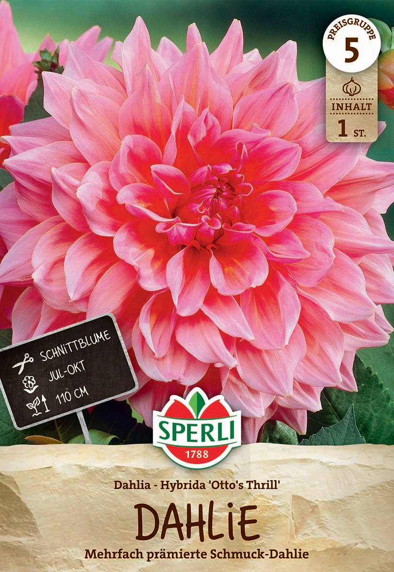 Große pinke Dahlie mit dichten, mehrfach geschichteten Blütenblättern.