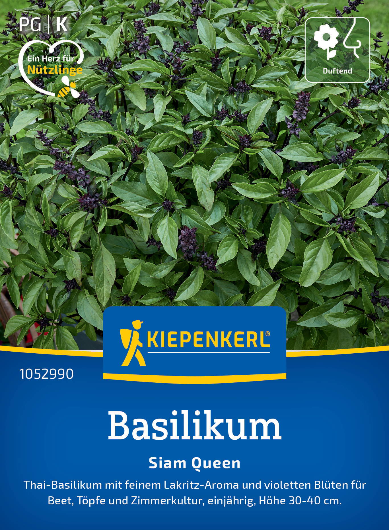 Basilikumpflanze mit grünen Blättern und lila Blüten, Verpackung mit blaurem Kiepenkerl-Logo.