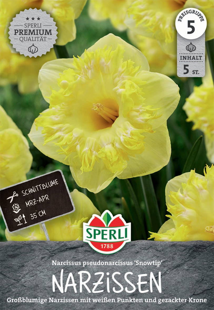 Gelbe Narzissen mit weißen Punkten und gezackter Krone, 35 cm hoch, 5 Stück, Saatgut.