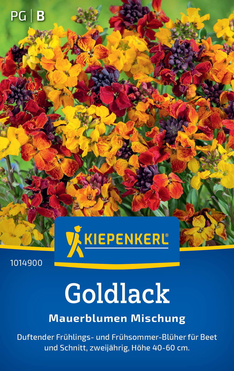Bunte Goldlack-Mischung mit gelben, roten und violetten Blüten auf einem Blumenbeet.