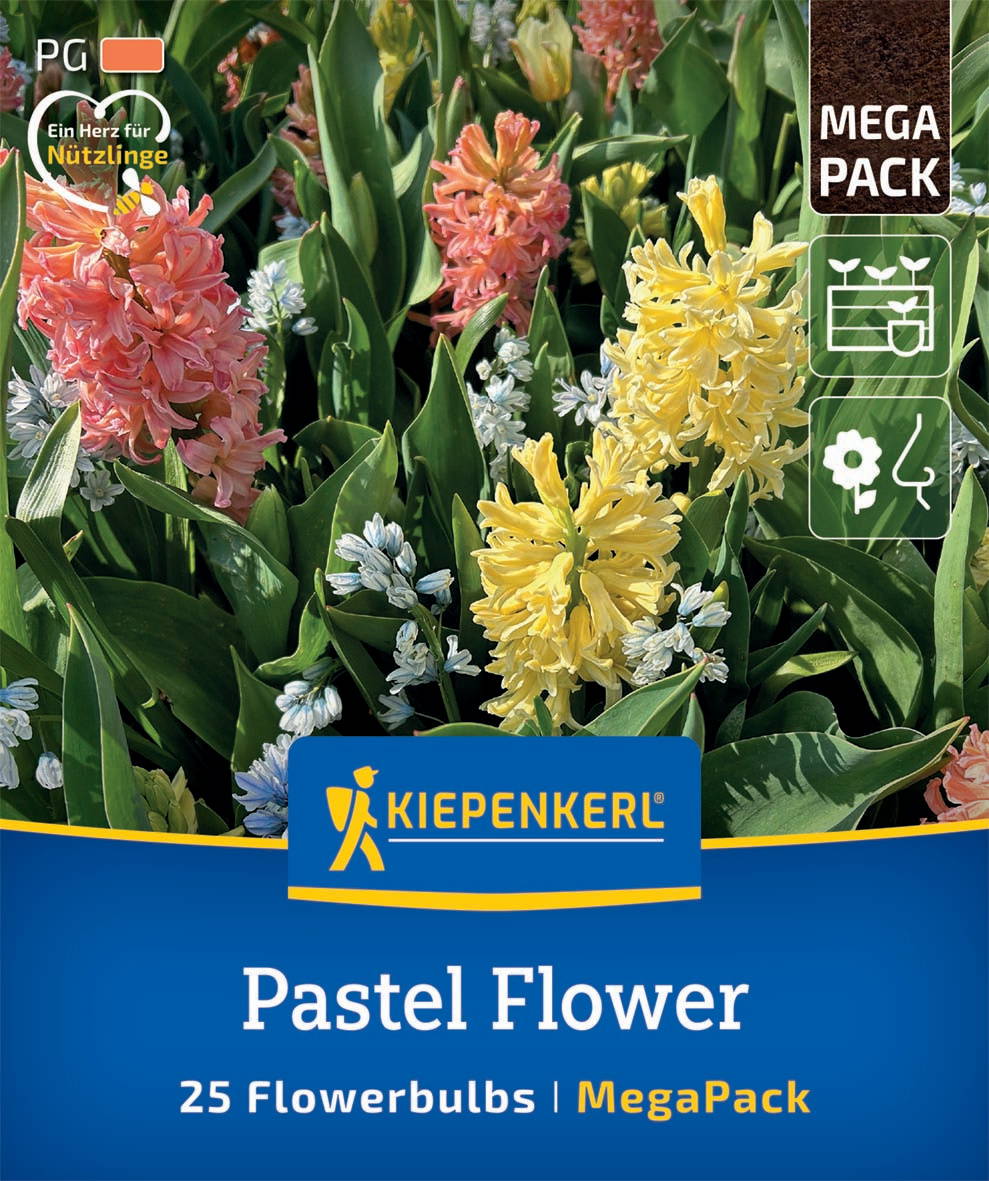 Bunte Hyazinthen in pink, gelb und weiß in einem Blumenkübel mit grünen Blättern.