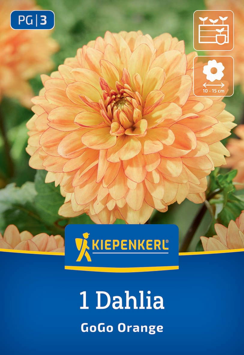 Orange Dahlie mit dichten, runden Blüten und grünen Blättern im Hintergrund.