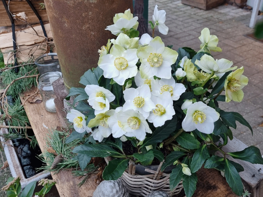 Weißer Weihnachtsstern in Korb, umgeben von Tannenzweigen, auf Holzplatte, im Garten.