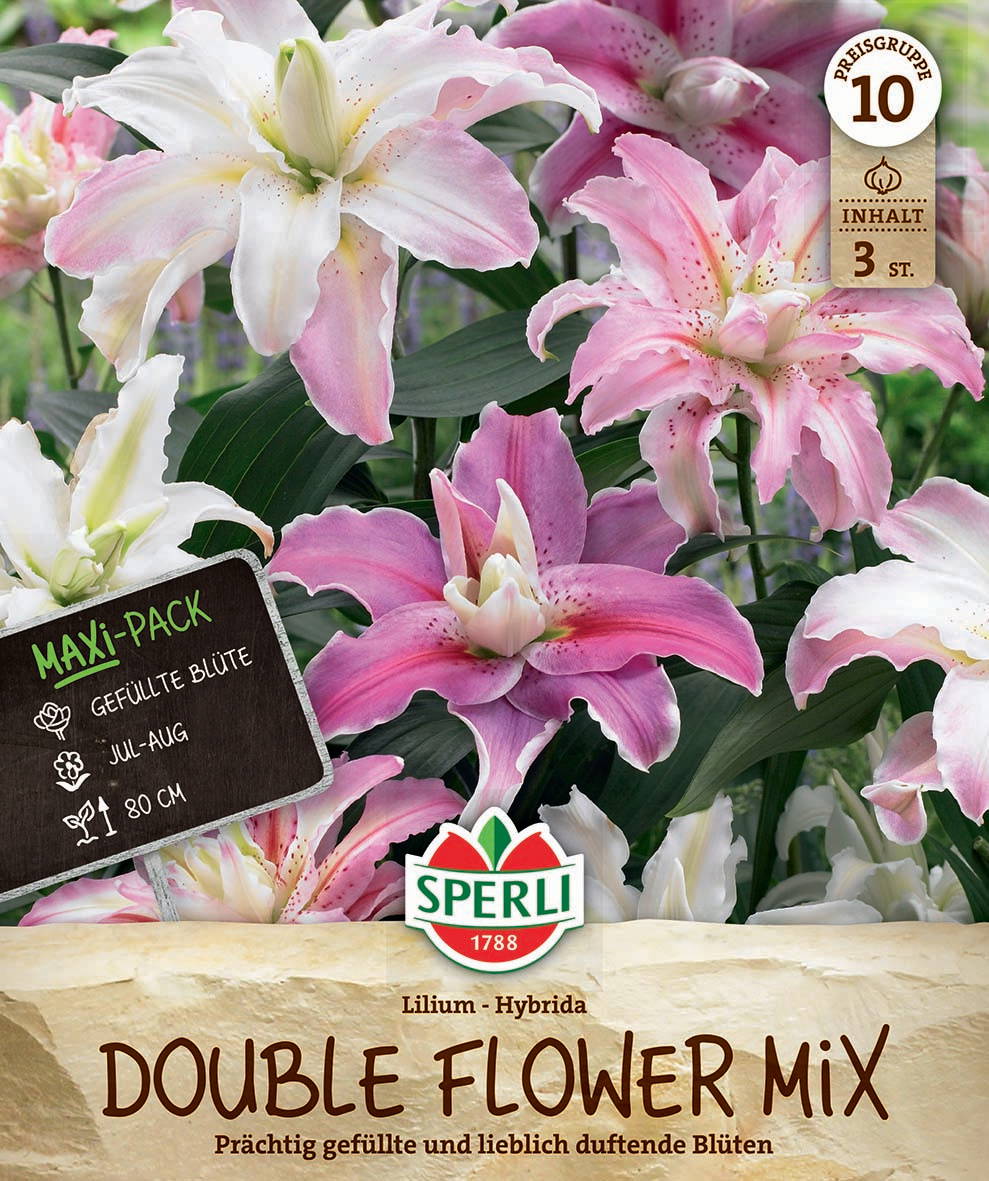 Doppel-Lilie mit großen, gefüllten pink-weißen Blüten und grünen Blättern im Hintergrund.