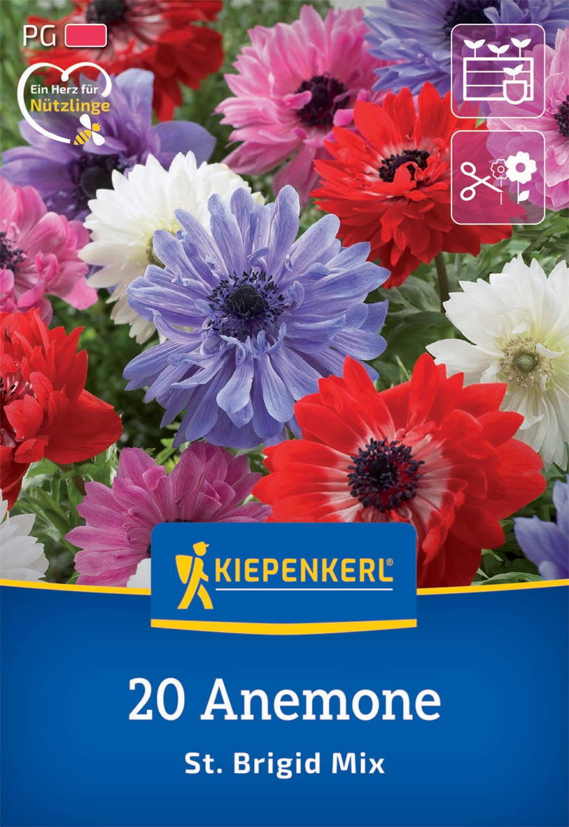 Bunte Anemonen in rot, blau, weiß und pink, auf einem Pflanzensamen-Verpackung.