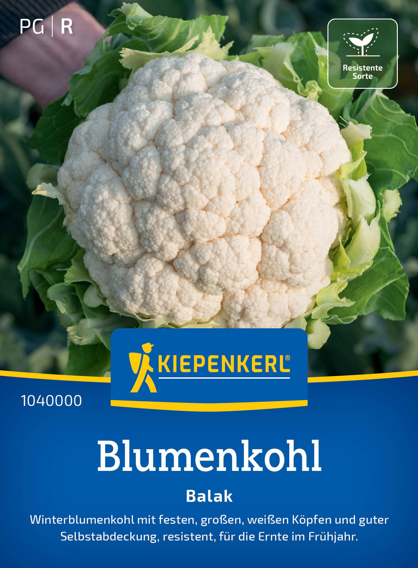 Blumenkohlsamen Balak, F1