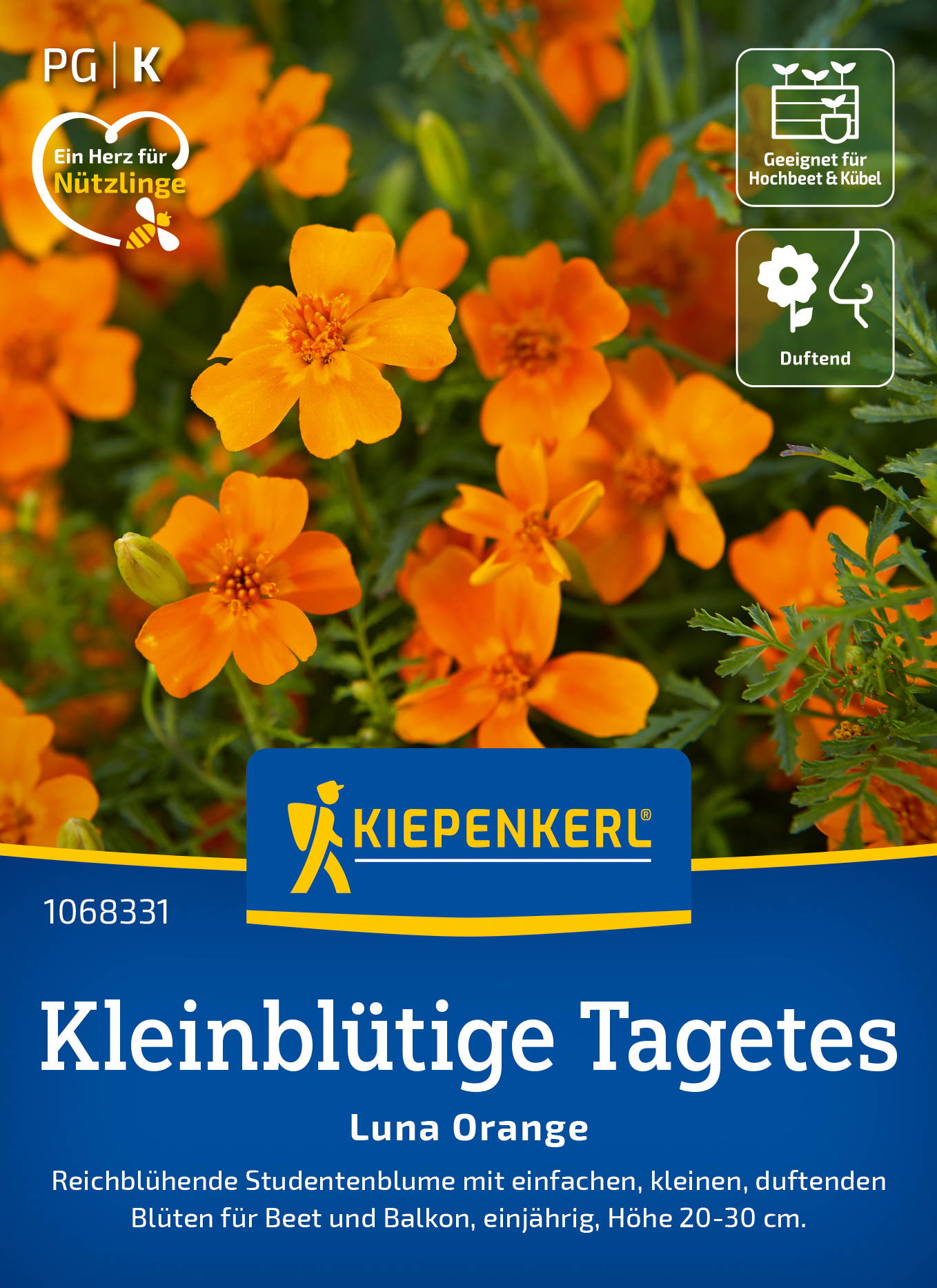 Viele orange blühende, kleine Tagetes mit gefiederten grünem Laub.