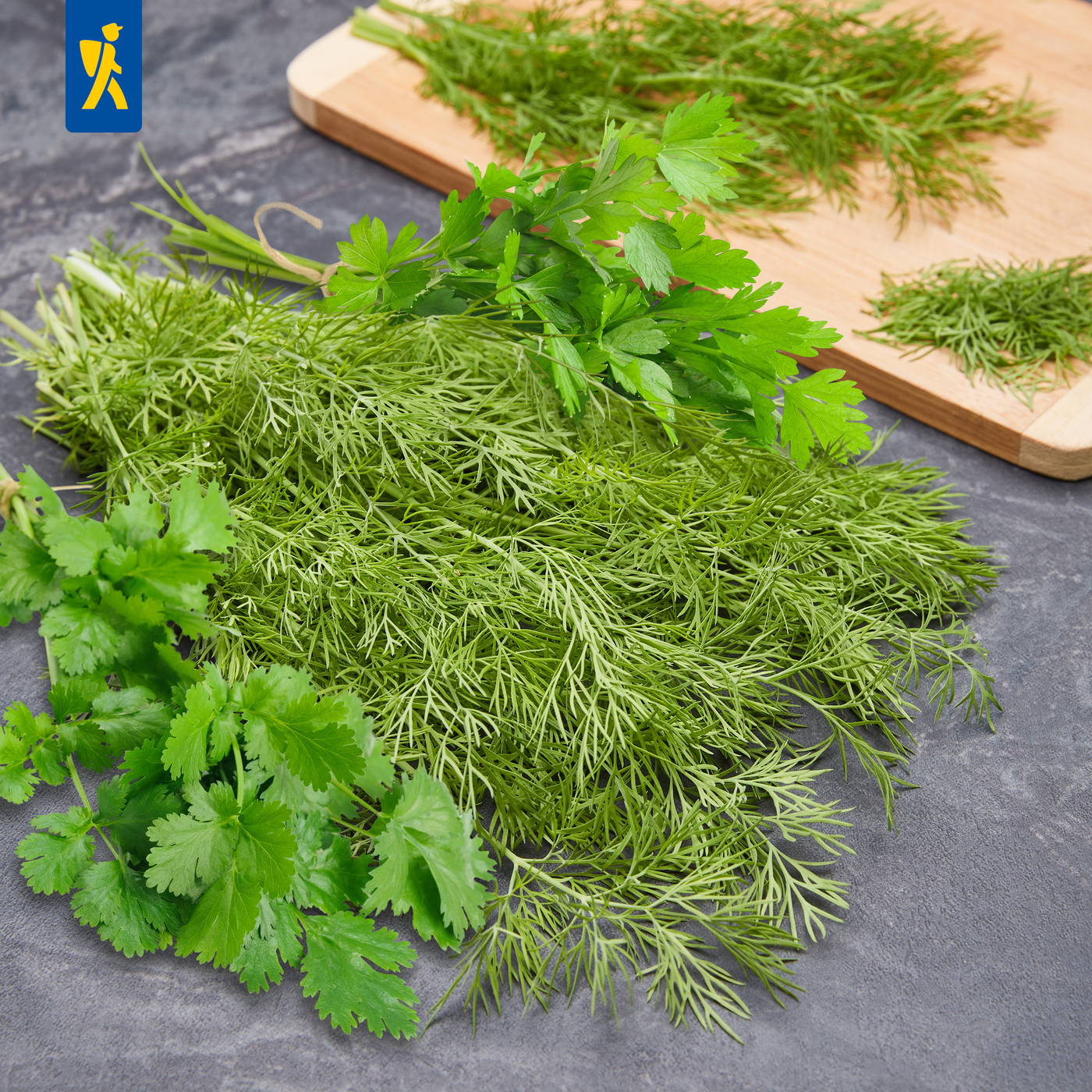 Verschiedene frische Kräuterbündel mit Petersilie, Koriander und Dill auf grauer Oberfläche